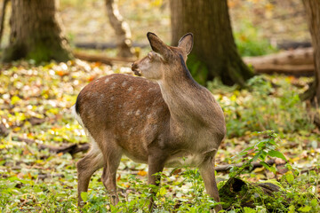 Nahaufnahme von einem Reh im Wald