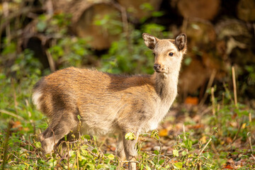 Nahaufnahme von einem Reh im Wald