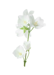 Branch of jasmine flowers isolated on white
