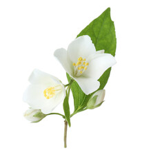 Obraz premium Branch of jasmine flowers and leaves isolated on white