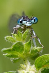 Platycnemis pennipes