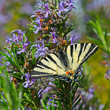 Iphiclides podalirius
