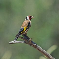 Goldfinch - Carduelis carduelis