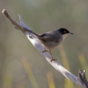 Sardinian Warbler - Sylvia melanocephala
