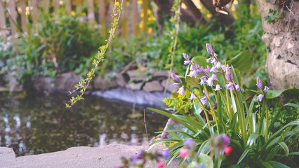 Bluebell in cottage garden spring plants tour, England, Apr 2023