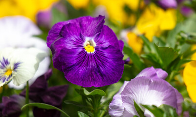 Multi-colored violets in a park in nature