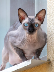 Portrait of a bald cat on the windowsill