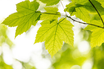 Green leaves on a tree in nature