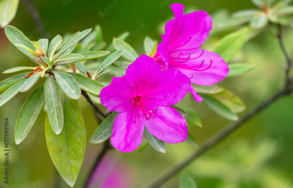 Poster Pink azalea flowers in the park