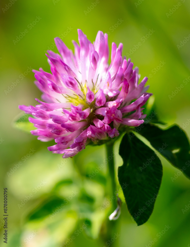 Wall mural pink flower on clover in nature. macro