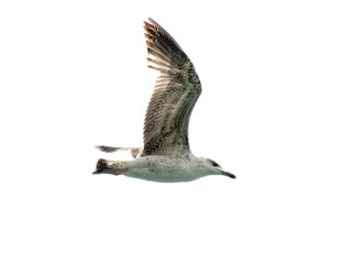 Seagull in flight isolated on a white background