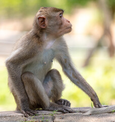 Obraz premium Monkey outdoors in a tropical park
