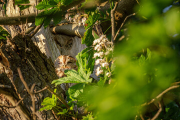 Waldkauz im Kastanienbaum bei Abendsonne