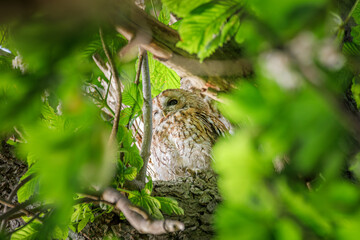Waldkauz auf Kastanienbaum in Abendsonne