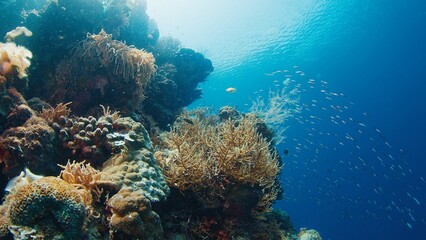 Coral reef in the tropical sea in Indonesia