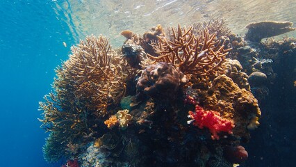 Coral reef in the tropical sea in Indonesia