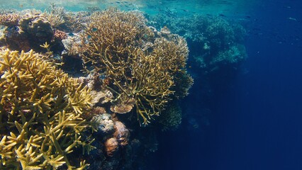 Coral reef in the tropical sea in Indonesia