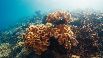 Coral reef in the tropical sea in Indonesia