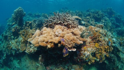 Coral reef in the tropical sea in Indonesia