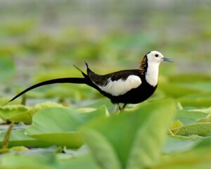 Pheasant-tailed Jacana (Hydrophasianus chirurgus) breeding male on a lake of Indus River in Pakistan.

Walks on floating vegetation,water lilies. Pond,lakes.Females mate with multiple male