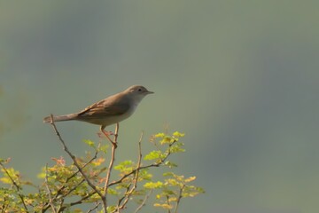 Common Whitethroat or Greater Whitethroat (Curruca communis).

Gray, white, brownish-gray. Males pronounced, females duller. Scrublands, hedgerows. Insects, spiders, berries. Scratchy, fast-paced song