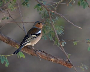 Common Chaffinch or Eurasian Chaffinch (Fringilla coelebs).

Bold, Colorful finch. Males brighter than females. Woodlands, gardens, parks. Eats seeds, insects, fruit. Cheerful song. Common in Europe.