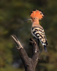 Eurasian Hoopoe (Upupa epops).

A bird with great cultural significance throughout the World. In Islam, it is mention in Quran as “Hudhud” and it is present in the story of Prophet Solomon. 