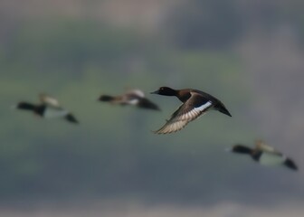A flock of Tufted Duck or Tufted Pochard (Aythya fuligula) in a large freshwater lake in Pakistan.

Beautiful diving duck, Winter visitor to the wetlands of Pakistan. Males have striking crested. 
