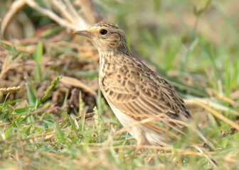 Oriental Skylark (Alauda gulgula).

Small, brown-streaked, distinctive, long song. Grasslands, agricultural fields. Performs aerial displays and sings continuously while flying.