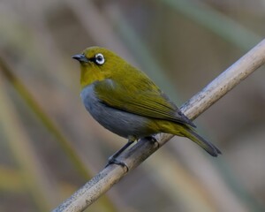 Indian White-eye (Zosterops palpebrosus).

Formerly Oriental White-eye. Vibrant bird, white eye-ring, yellow-green plumage. Forests, gardens, mangroves. Nectar, insects, fruits.Acrobatic. Forms flocks