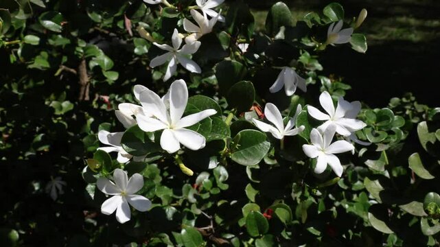 Carissa macrocarpa is a shrub native to tropical and southern Africa. It is commonly known as the Natal plum