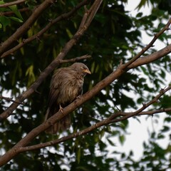 Jungle Babbler (Argya striata).

Social birds, often seen in noisy groups. Known for their distinctive brown plumage and yellow bill. Their local name in South Asia means 