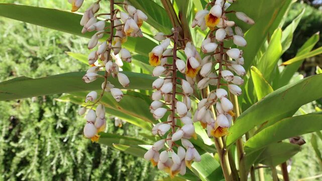 Alpinia zerumbet, commonly known as shell ginger  is a perennial species  native to East Asia