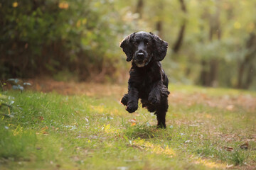 black cocker spaniel dog running on a path in a forest