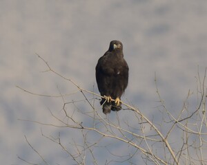 Long-legged Buzzard (Buteo rufinus) dark morph.

Large raptor with variable plumage, pale to dark morphs. Has long legs and broad wings, inhabits open landscapes and mountainous regions.