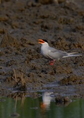 River Tern (Sterna aurantia)

“Vulnerable” on IUCN Red List of Threatened Birds. Sleek bird,black cap,yellow bill,long wings. Rivers. lakes. Dives for fish, graceful flight.