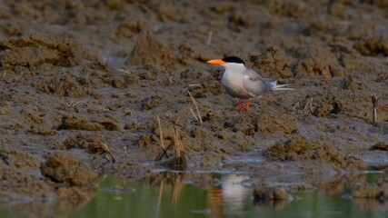 River Tern (Sterna aurantia)

“Vulnerable” on IUCN Red List of Threatened Birds. Sleek bird,black cap,yellow bill,long wings. Rivers. lakes. Dives for fish, graceful flight.