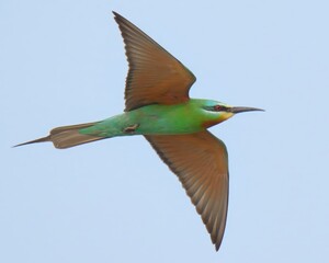 Blue-cheeked Bee-eater (Merops persicus).

Summer visitor to Pakistan! Dazzling acrobat. Catches insects in flashy mid-air dives. 
