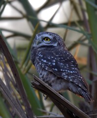 Spotted Owlet (Athene brama).

Small owl, spotted grey brown body. Open forests, farmlands, urban areas. Nocturnal bird eats insects, small mammals, birds. Often perched in tree cavities, branches.