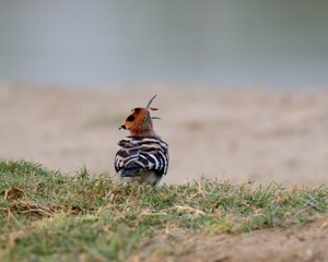 Eurasian Hoopoe (Upupa epops) tossing its food.

A bird with great cultural significance. In Islam, it is mention in Quran as “Hudhud” and it is present in the story of Prophet Solomen. 
