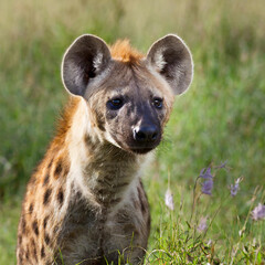 hyena Animal