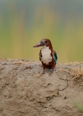 White-throated Kingfisher (Halcyon smyrnensis).

Bright blue back & wings flash in flight. Hunts lizards, fish, birds, insects etc. Loud calls echo through its habitats. Fearless and has an attitude.