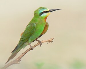 Blue-cheeked Bee-eater (Merops persicus).

Summer visitor to Pakistan! Dazzling acrobat. Catches insects in flashy mid-air dives. 
