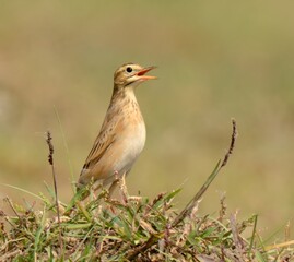 Paddyfield Pipit (Anthus rufulus) singing on a wetland of Indus River in Pakistan.

Grasslands, agricultural fields, forages for insects, seeds on ground, running swiftly.
