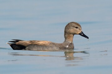 Gadwall (Mareca strepera).

Sleek dabbling duck. Males gray-brown with black rump, females mottled brown. White speculum. Large duck, often hunted. Seen in Euraisa, Americas, Africa.