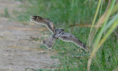 A fledgling European Nightjar / Eurasian Nightjar (Caprimulgus europaeus) in flight near Sugarcane cultivation.