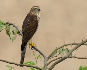 Shikra (Accipiter badius).

Agile hunter darts through trees & bushes, snatches birds & rodents. Common falconry bird in Pakistan.