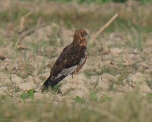 Male Western Marsh Harrier (Circus aeruginosus) sitting on ground near a wetland of Indus River in Pakistan.