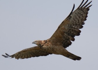 Oriental Honey Buzzard or Crested Honey Buzzard (Pernis ptilorhynchus).

Slender neck, distinctive pigeon head shape. Feeds on bees, wasps. Forests, open woodlands. Many different morphs. 