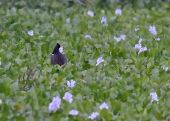 Watercock (Gallicrex cinerea) male in a swamp of Indus River in Pakistan.

Medium-sized, secretive bird, dark plumage, distinctive red bill. Wetlands, marshes. Eats aquatic plants, invertebrates.